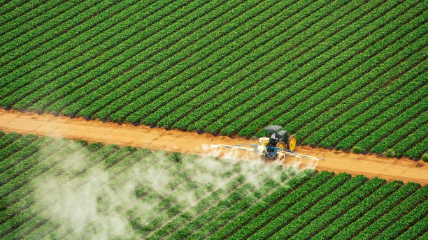 Wasp Removal Services in Galena, IN